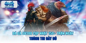 Đá Gà SV388 Cập Nhật 150+ Trận/Ngày, Thông Tin Đầy Đủ